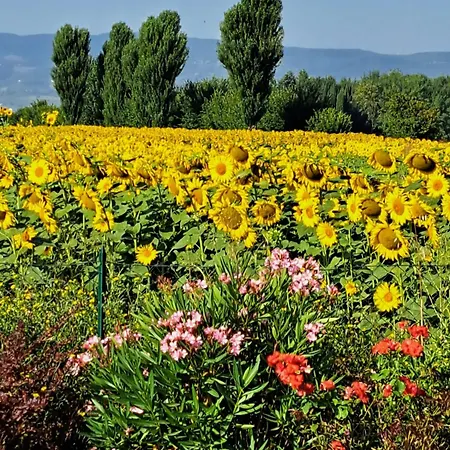 Il Podere Di Francesco * 리보토르토