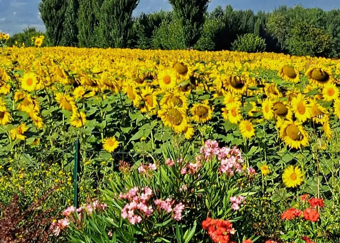 Il Podere Di Francesco * Rivotorto